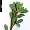SpeciesSub: subsp. jarmilae
